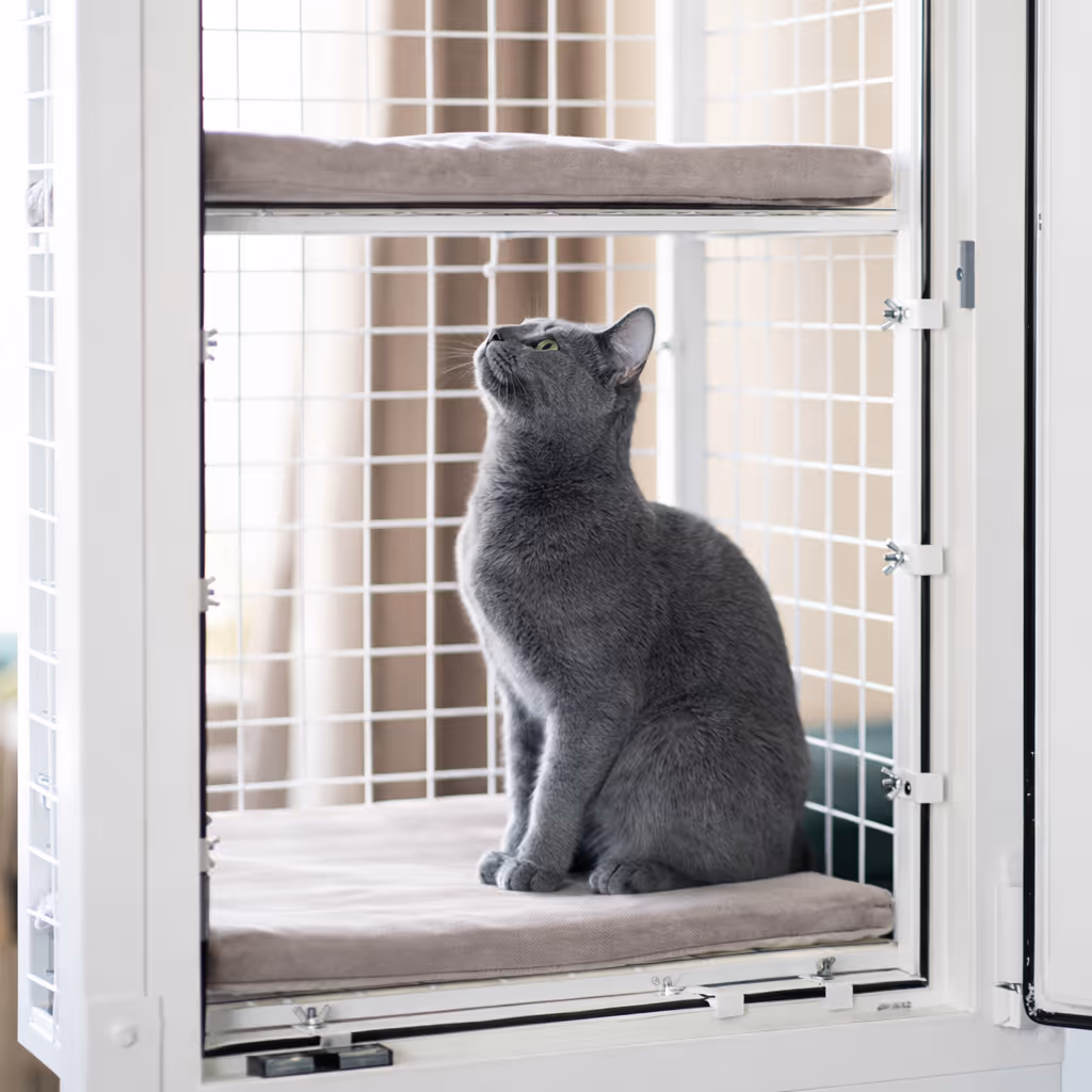 Gatto che si gode il balcone