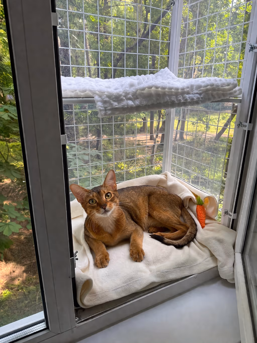 Dvě kočky si bezpečně užívají výhled z bytového balkonu v ocelovém BalconyCat balkonu pro kočky – kompletní průvodce pro majitele koček v městských bytech