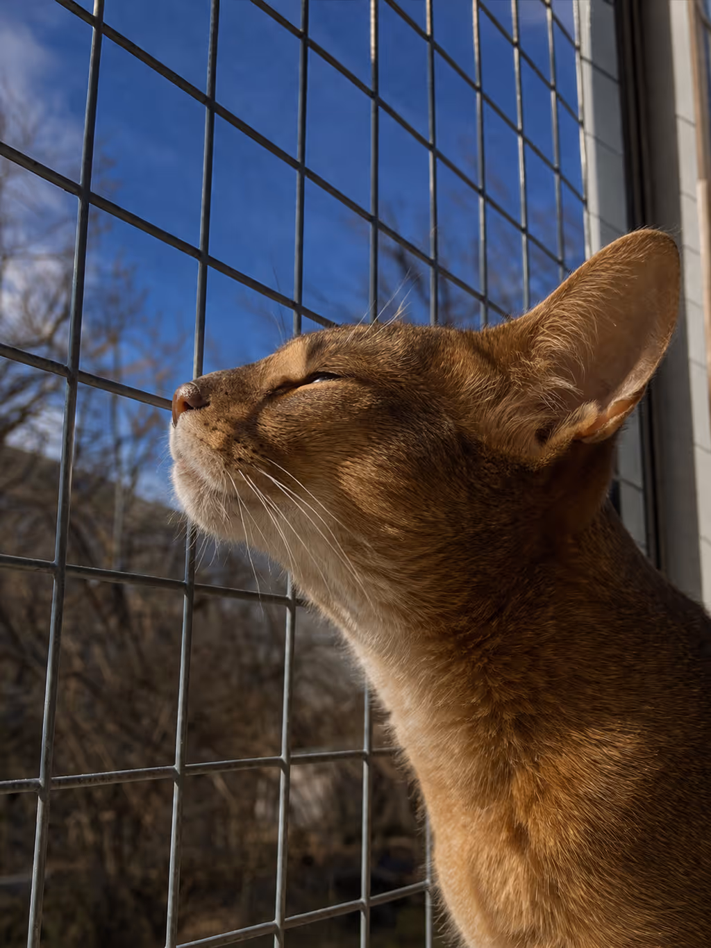 BalconyCat balkon pro kočky na míru z ocelové konstrukce – jediný produkt na trhu, který splňuje všech pět kritérií pro skutečně zabezpečený balkon pro kočky
